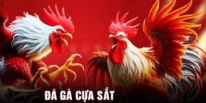 Mẹo Nuôi & Huấn Luyện Đá Gà Cựa Sắt Bách Chiến Bách Thắng