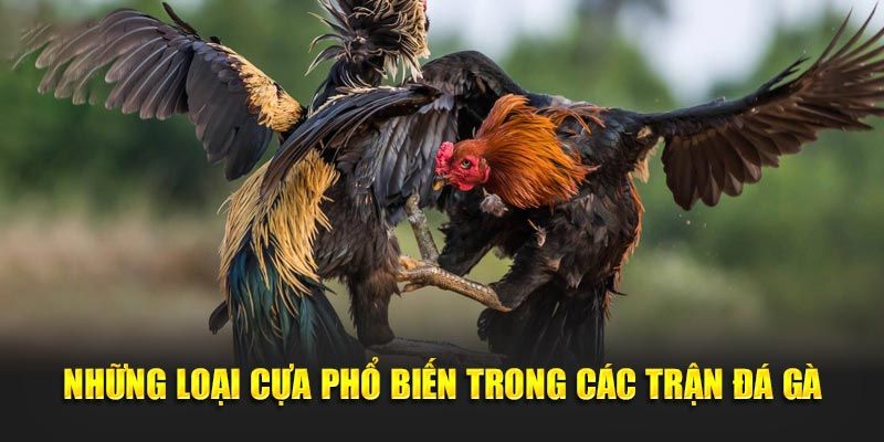 Các loại cựa gà sắt thường gặp