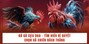 Đá Gà Cựa Dao - Tìm Hiểu Bí Quyết Chọn Gà Chiến Bách Thắng