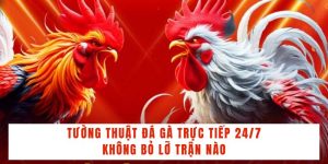 Tường Thuật Đá Gà Trực Tiếp 24/7 Không Bỏ Lỡ Trận Nào